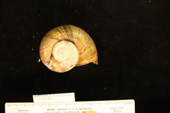 Media type: image; Malacology 258084